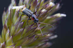 Axinotarsus pulicarius
