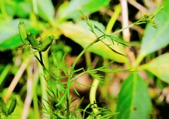 Trepocarpus aethusae