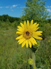 Silphium laciniatum