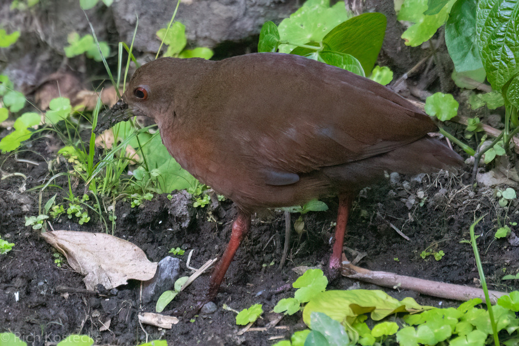 Uniform Crake (Amaurolimnas concolor) photo