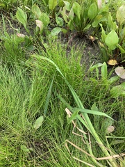 Eleocharis ovata