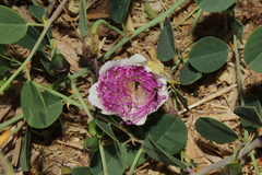 Lasioglossum pseudosphecodimorphum