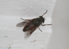 Hybomitra epistates