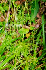 Trepocarpus aethusae