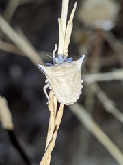 Ventocoris falcatus