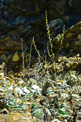 Streptanthus morrisonii morrisonii