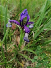Iris sintenisii
