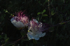 Capparis zoharyi