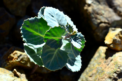 Streptanthus morrisonii morrisonii