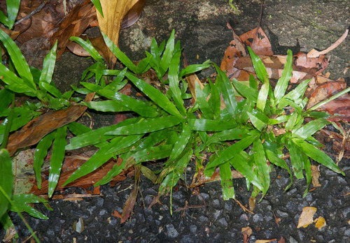 broadleaf carpetgrass