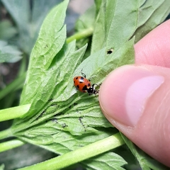 Hippodamia caseyi