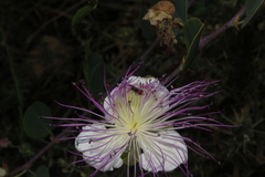 Lasioglossum pseudosphecodimorphum