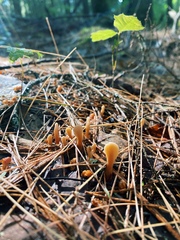 Spathulariopsis velutipes