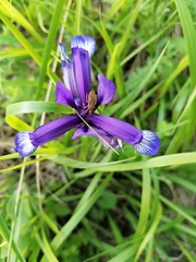 Iris sintenisii