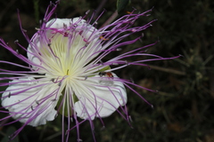 Lasioglossum pseudosphecodimorphum
