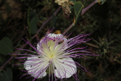 Lasioglossum pseudosphecodimorphum