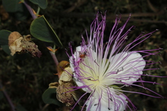 Lasioglossum pseudosphecodimorphum