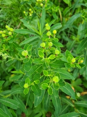 Euphorbia austriaca