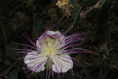 Lasioglossum pseudosphecodimorphum
