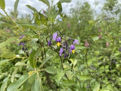 Solanum dulcamara