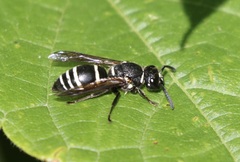 Euodynerus planitarsis