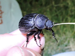 Phyllophaga cribrosa