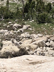 Marmota flaviventris