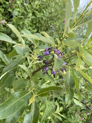 Solanum dulcamara