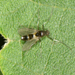 Cricotopus bicinctus