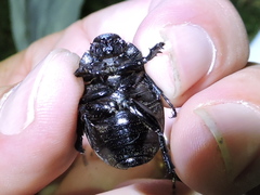 Phyllophaga cribrosa