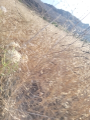 Asclepias fascicularis