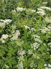 Chaerophyllum aromaticum