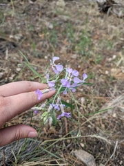 Hesperidanthus linearifolius