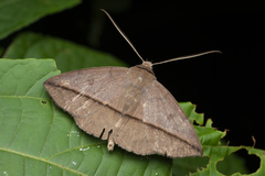 Ugia purpurea