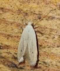 Monochroa suffusella