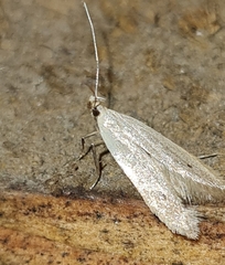 Monochroa suffusella