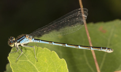 Coenagrion resolutum