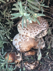 Chlorophyllum