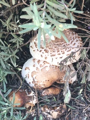 Chlorophyllum