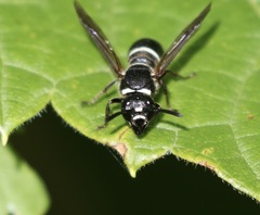 Euodynerus planitarsis