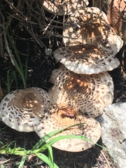 Chlorophyllum