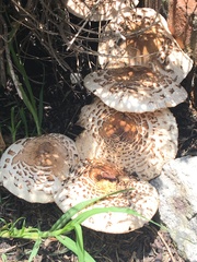 Chlorophyllum