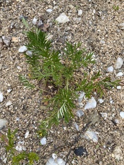 Potentilla bimundorum