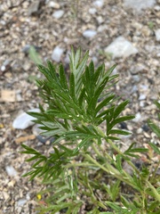 Potentilla bimundorum