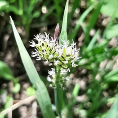 Carex raynoldsii