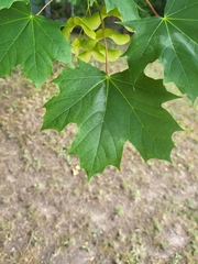 Acer platanoides