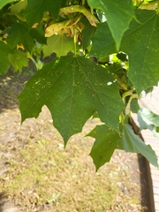 Acer platanoides