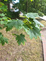 Acer platanoides