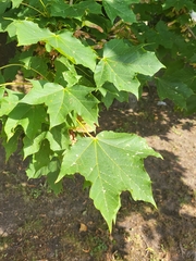 Acer platanoides