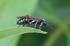 Macrophya punctumalbum